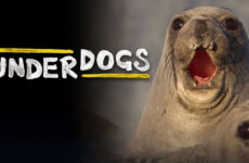 disney plus underdogs